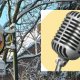 dorpsradio, laren, cafe, de bijenkorf, radio, karlien